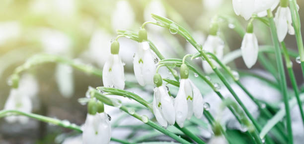 istock Flowers of spring snowdrops in drops or dew 1392578646