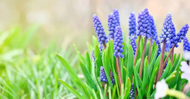 Beautiful muscari flowers, hyacinth family. Spring floral background with copy space