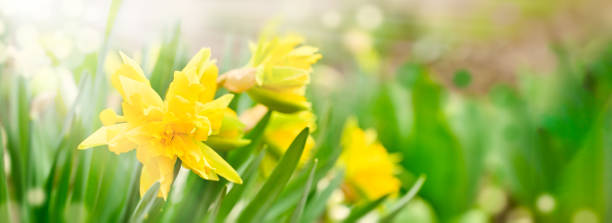 istock Yellow narcissus flower with copy space. Spring background. 1392578753