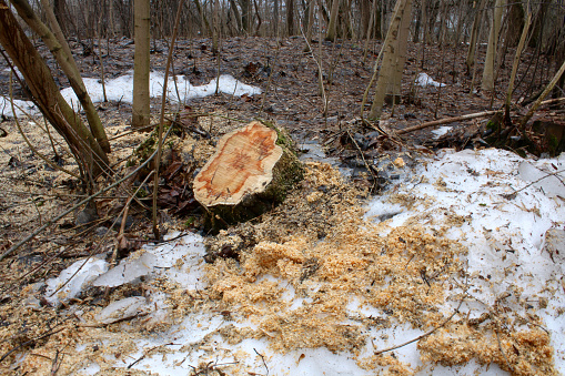 Stump from a sawn tree among the sawdust on the snow in the spring forest.