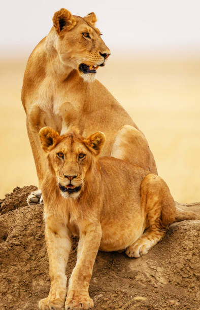 istock Tanzania wildlife pictures 1392579092