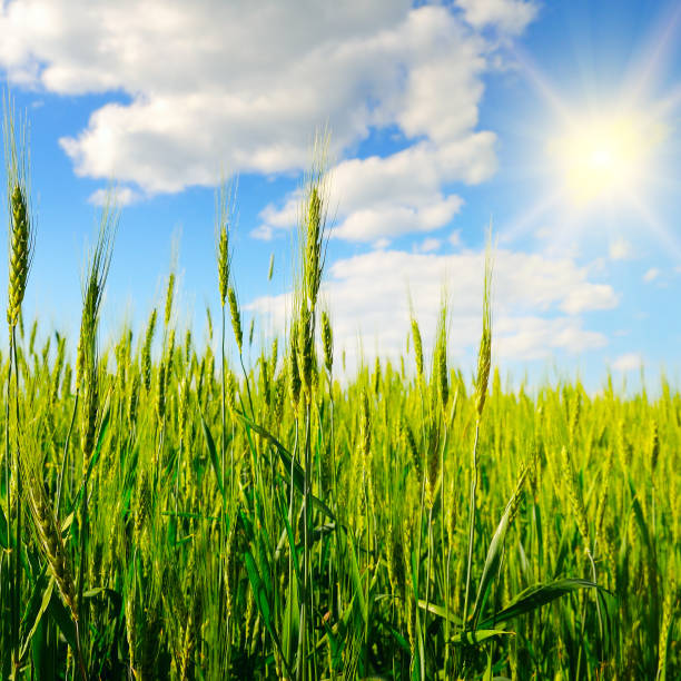 istock Wheat field and blue sky with sun. 1392579885