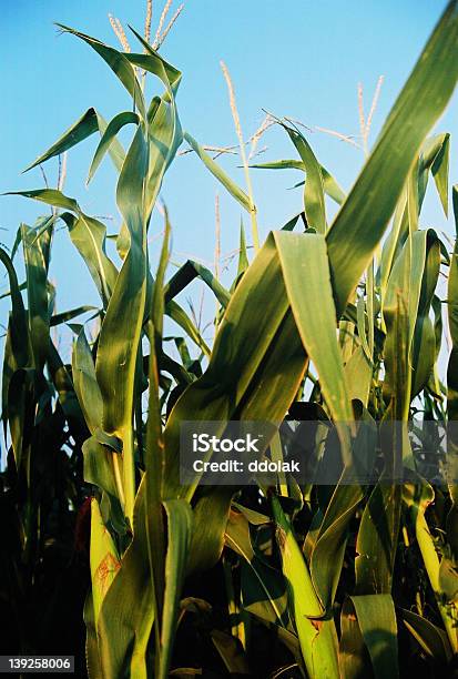 Cornseward County Stockfoto und mehr Bilder von Agrarbetrieb - Agrarbetrieb, Blatt - Pflanzenbestandteile, Feld