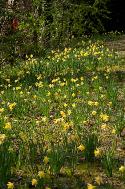 istock Narcissus blossom in the garden 1392581226