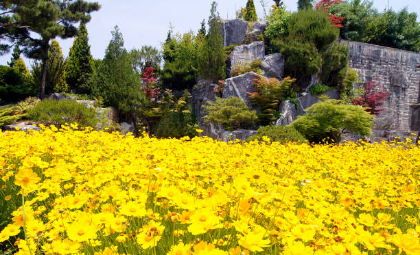 A yellow flower between rocks in the mountains from Al Hada, Taif , Saudi Arabia