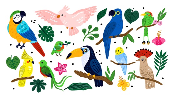 Tropical exotic birds. Cute colorful jungle animals. Palm leaves and flowers. Different parrots on rainforest branches. Toucan or hummingbirds. Vector decorative nature creatures set