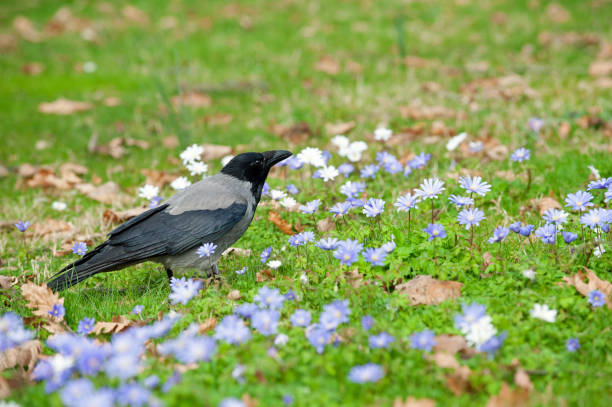 magpie bird on green grass