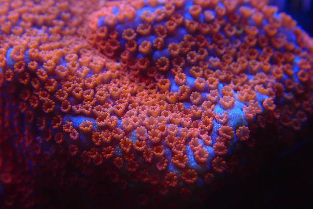 istock Open polyps on Montipora SPS coral 1392581544