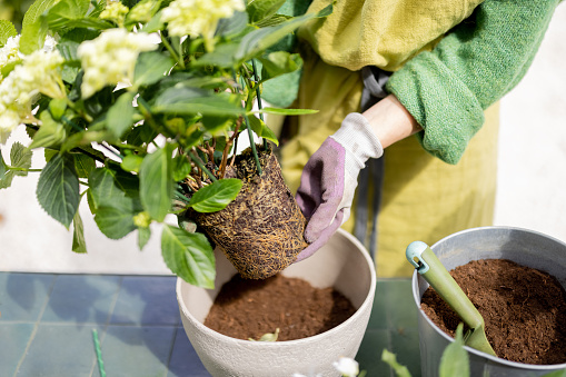 Woman replanting flowers, pulling hydrangea with roots from a pot, close-up on hands. Concept of gardening and floristic