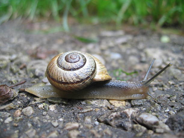 macro snail stock photo