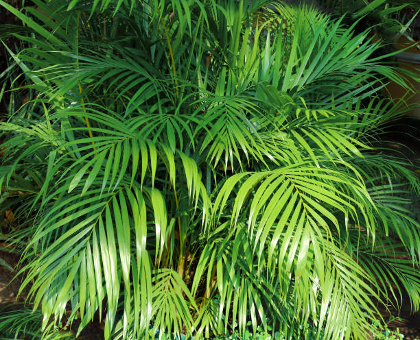 istock Palm leaves on black nature background 1392583073