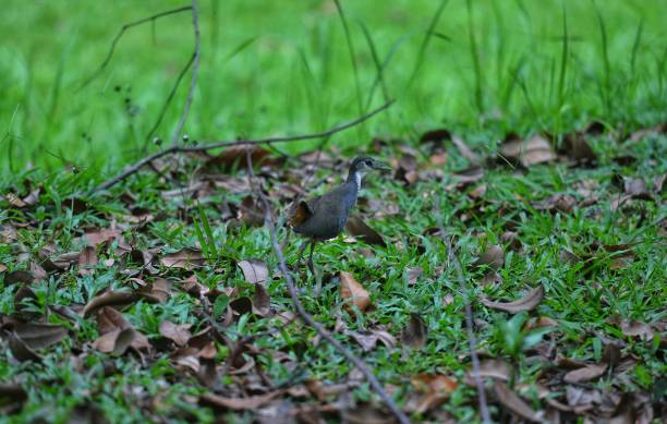 istock Animals and wildlife 1392583639