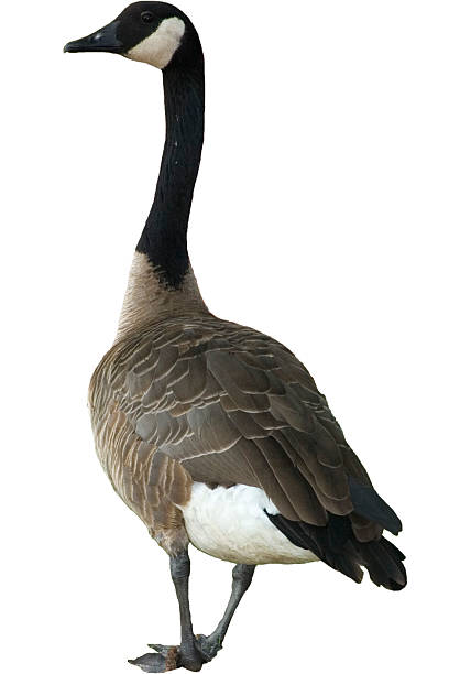 Canadian Goose Clipped Shot of a canadian goose here in michigan, with background clipped out. canada goose photos stock pictures, royalty-free photos & images