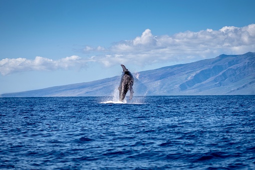 Humpback breach Maui