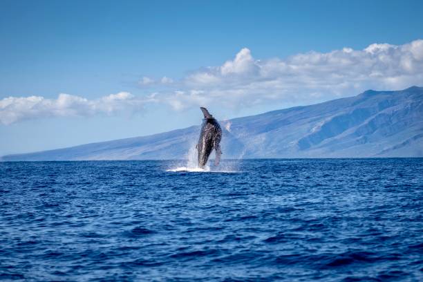 Humpback whale Humpback breach Maui cetacea stock pictures, royalty-free photos & images