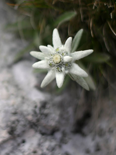 istock edelweiss alpine flower 139258519