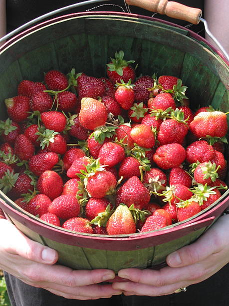 istock Basket of Berries 139258583