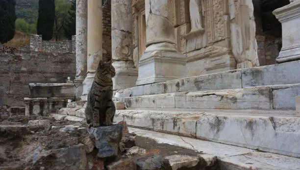 Photo of Cat sitting on the stone near antique ruins