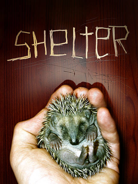 Shelter Hedgehogs stock photo