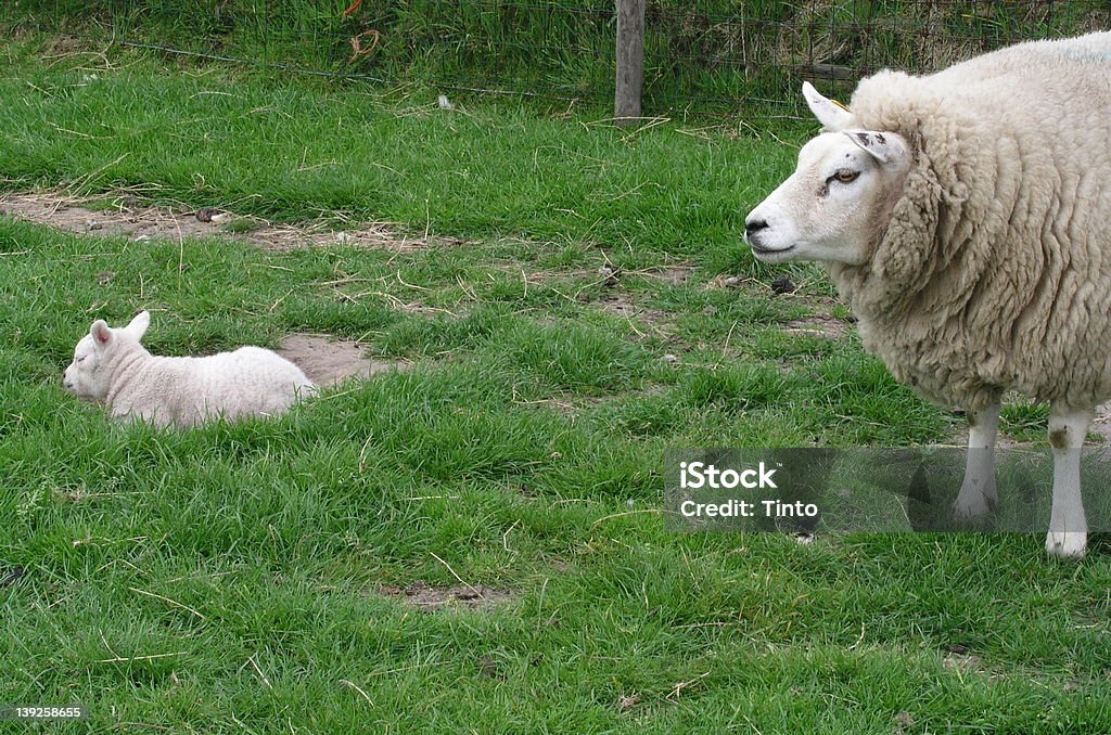 Pecore 1 - Foto stock royalty-free di Agnello - Animale
