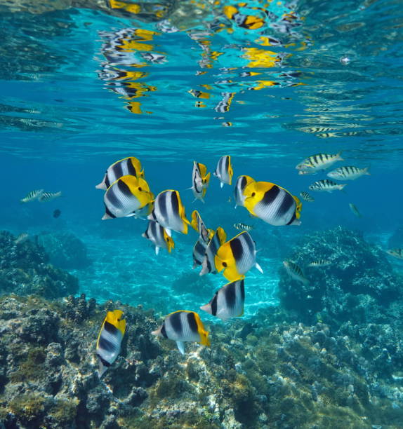 istock Tropical fish in the ocean butterflyfish 1392587324