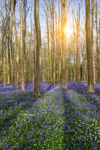 весна в бельгийском лесу с красивым ковром колокольчиков. - forest of halle стоковые фото и изображения