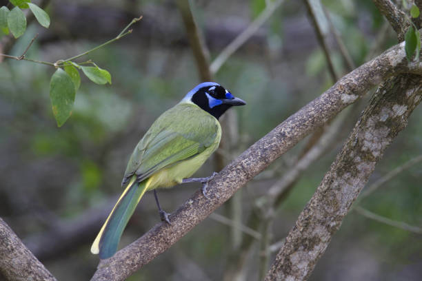 istock Green Jay (cyanocorax luxuosus) looking back from the branch of a tree 1392587831