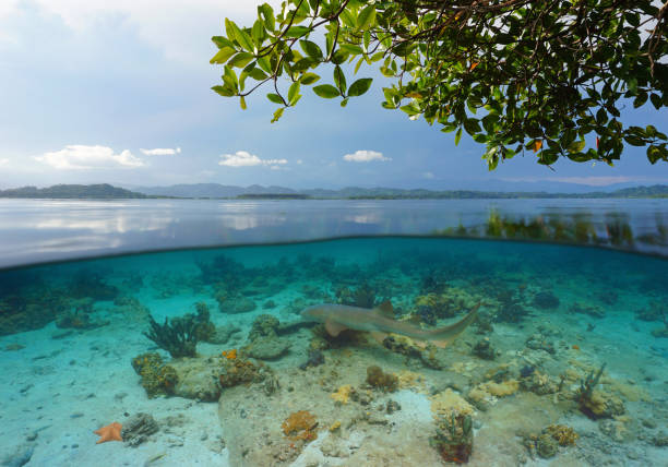 istock Tropical seascape over and under water surface 1392587925