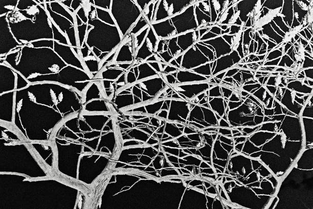 Inverted black and white photo of branches tree. \nP.S. The starting image is a black and white photo - inverted in negative effect - with software.