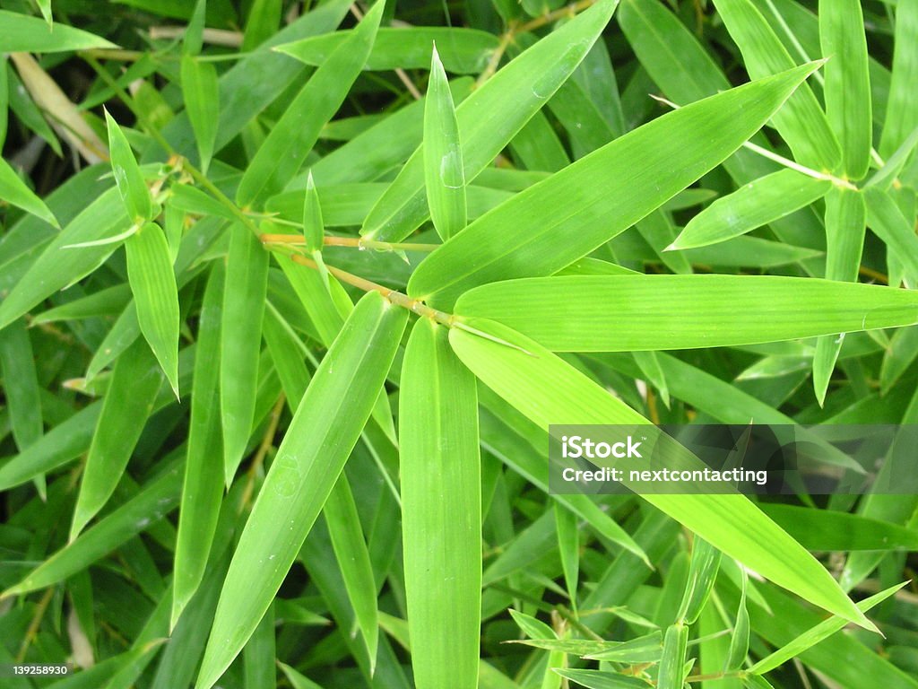 Verde de bambu - Foto de stock de Bambu royalty-free