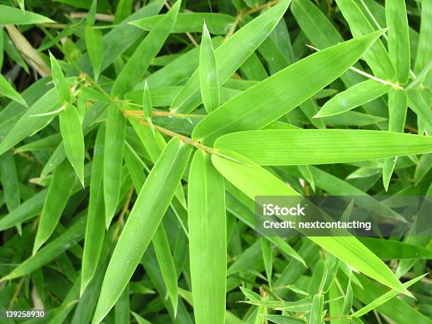 Verde Bambu - Fotografias de stock e mais imagens de Bambu - Família da relva - Bambu - Família da relva, Bambu - Material, Cor verde