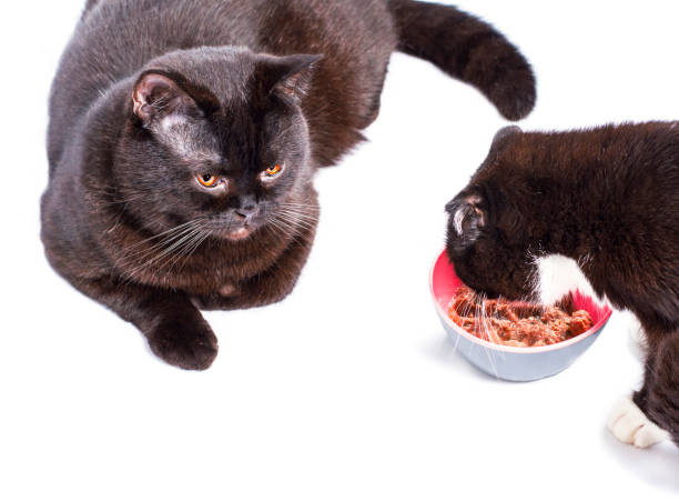istock Scottish straight cats Scottish fold eating on a white background, isolated image 1392589304