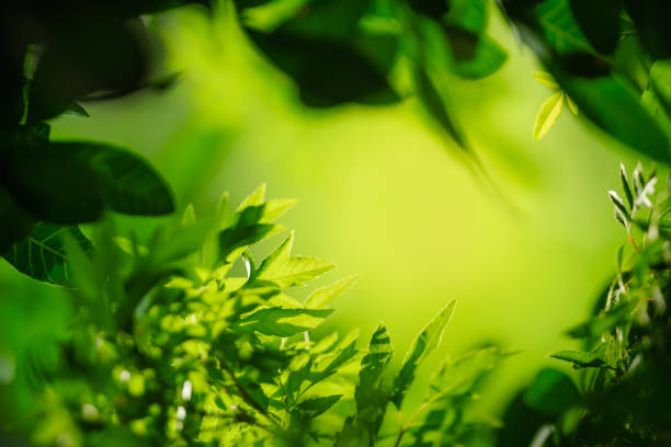 Beautiful nature view green leaf on blurred greenery background under sunlight with bokeh and shadow and copy space using as background natural plants landscape, ecology wallpaper concept.