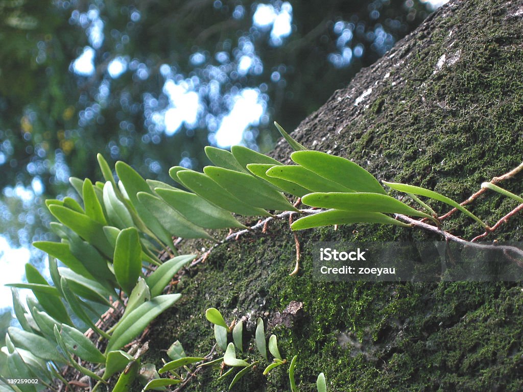 foglie verdi - Foto stock royalty-free di Aggressione