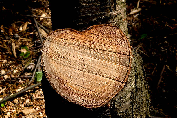istock Heart of Wood 139259038