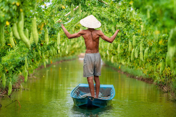 vieil homme vietnamien récolte d’une grosse courge amère ou d’un concombre amer suspendu cultivé sur une clôture en bois dans une ferme ensoleillée. photo de fond vert - asian cuisine food asian ethnicity vietnamese cuisine photos et images de collection