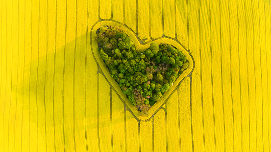 Heart of a nature, aerial view of heart shaped forest among yellow colza field at sunrise