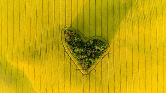 Heart of a nature, aerial view of heart shaped forest among yellow colza field at sunrise
