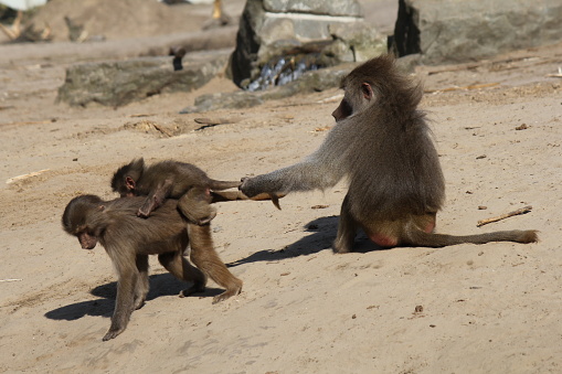 a big baboon is pulling at the tail of a baby ape at its mothers back in a field in a zoo