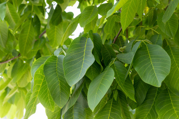 feuilles de la branche d’un noyer comme papier peint. ressources graphiques - walnut tree walnut nut branch photos et images de collection