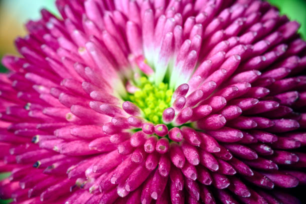 istock colorful blooming daisy flower in a meadow in spring 1392592025