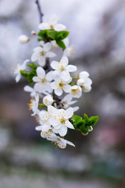 istock Branches of a blossoming tree against the sky. Cherry plum flowers. 1392592115