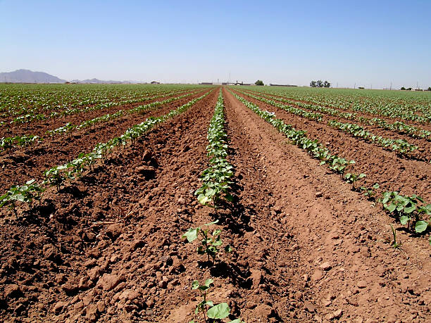 Tilled crop fields that show growth stock photo