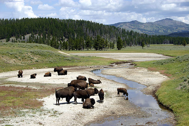 Buffalo in Yellowstone stock photo