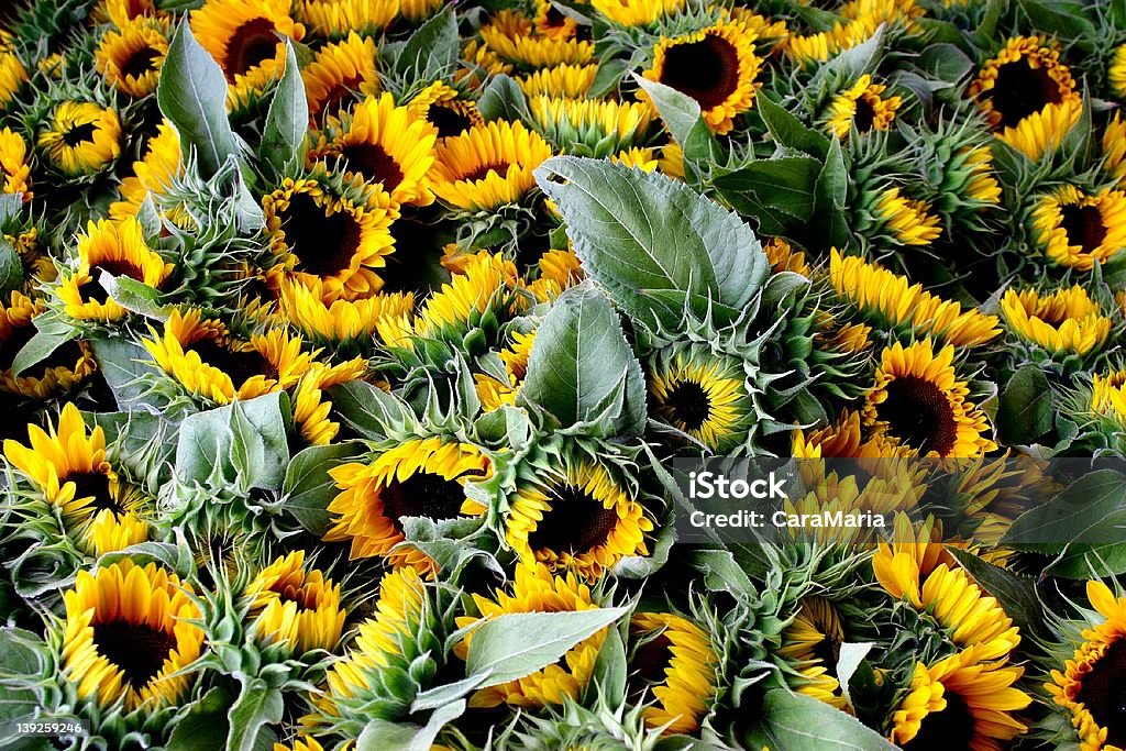 Sonnenblumen - Lizenzfrei Bildhintergrund Stock-Foto