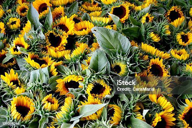 Sonnenblumen Stockfoto und mehr Bilder von Bildhintergrund - Bildhintergrund, Blume, Blumenbouqet