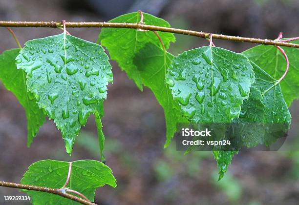 Foto de Folhas De Bétula e mais fotos de stock de Criança - Criança, Orvalho, Amuado