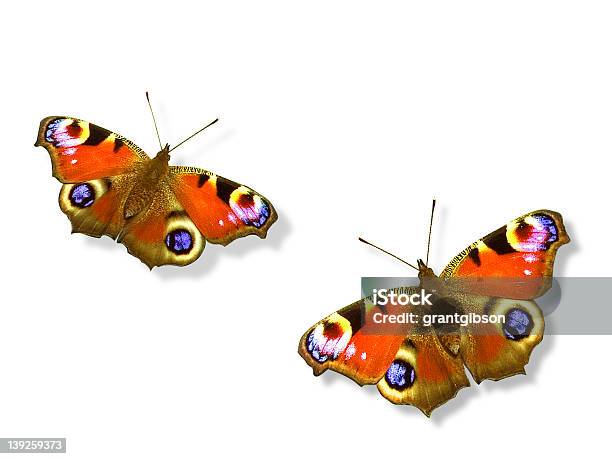 Borboletapavão Com Linhas De Recorte - Fotografias de stock e mais imagens de Borboleta - Borboleta, Figura para recortar, Cortar - Atividade