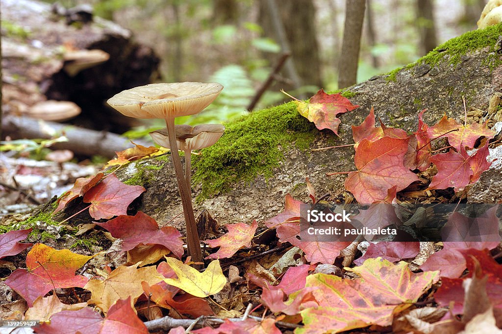 Champignons en automne - Photo de Arbre libre de droits