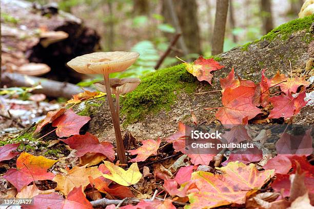 추절 버섯 0명에 대한 스톡 사진 및 기타 이미지 - 0명, 가을, 계절